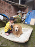 雷米高（RAMICAL）狗粮成犬通用泰迪金毛拉布拉多澳宝犬粮5kg 实拍图