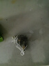 草木方 桑叶双瓜茶300g（60包） 霜打降桑叶茶苦瓜茶血冬瓜皮压糖养生茶 实拍图