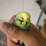 宠易生鹦鹉奶粉手养鹦鹉雏鸟幼鸟营养乳粉中大小型鹦鹉饲料200g 晒单实拍图