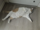 维利亚 豆腐猫砂除臭混合猫沙除味低尘吸水易结团 【混合猫砂】2.35kg*8袋 实拍图