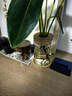 九千谷红掌水培植物盆栽室内绿植花卉四季好养含玻璃瓶竹托源头直发 实拍图