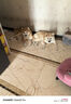 多特思（DOTUS）猫罐头主食全价成长幼猫奶糕羊奶鸡肉罐头浓汤湿猫粮猫饭60g*6罐 实拍图