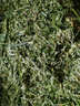 洁晖铡草机揉丝粉碎一体机玉米粉碎机饲料养殖秸秆切草牛羊饲料粉碎机 【警惕低价仿款】认准官方纯铜 养殖场饲料粉碎猪牛马羊家用养殖 实拍图
