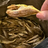 香海 香酥小黄鱼原味250g/袋 温州特产肉干肉脯休闲零食黄鱼酥小吃 实拍图