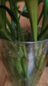 盛世泰堡 花瓶水养插花瓶水培富贵竹客厅花瓶摆件透明直筒款防摔10*30cm 实拍图
