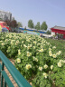 鲜京采 原装进口厄瓜多尔白虾 净重3.3斤 大号30-40规格 50-66只/盒 实拍图