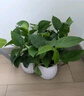 【绿萝盆栽带精致南瓜储水盆】吸甲醛净化空气水培绿植物花卉好养 【热销5盆】绿萝+白色南瓜盆自吸水 整体含盆高度20-25cm 实拍图