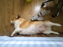 麦富迪狗粮 营养森林肉松犬粮 成犬幼犬通用泰迪金毛鲜鸡肉肉松粮 通用型肉松狗粮10kg(2.5kg*4) 实拍图