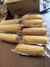 京鲜生东北白糯玉米250g*10棒 新鲜甜糯玉米棒真空包装粘玉米 源头直发 实拍图