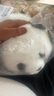 捉趣（ZHUOQU）熊猫毛绒玩具五月龄花花仿真熊猫玩偶公仔布娃娃抱枕元旦新年礼物 实拍图