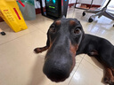 Orijen渴望狗粮 六种鱼 幼犬成犬全价鱼肉美毛进口犬粮11.4kg效期26/3 实拍图