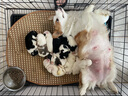 宠德多狗绳狗狗牵引绳遛狗绳胸背带狗链子防爆冲中大型犬金毛拉布拉多 黑色 M（建议24-46斤） 实拍图