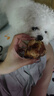 疯狂小狗宠物狗狗零食牛骨头耐咬金毛中大型犬磨牙棒 天然牛膝骨 260g  实拍图