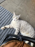 皇家（ROYAL CANIN）猫粮慕斯猫罐头湿粮奶糕幼猫粮全价粮 欧洲原装进口猫咪主食罐头 【新客尝鲜】猫奶糕罐头195g*1罐 实拍图