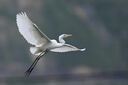尼康（Nikon） 【价保11.11】Z 180-600mm f/5.6-6.3 VR 全画幅 长焦轻量化 拍鸟 变焦镜头 实拍图