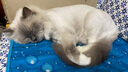 冠能猫粮成猫猫粮鸡肉味7kg 全价猫粮 稳固免疫 适口性强 实拍图