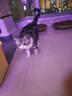 阿飞和巴弟猫粮E76益生菌全价冻干双拼猫粮成猫幼猫粮全阶段 8kg大包装 实拍图