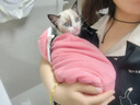 领先鲜鸡肉羊奶幼猫成猫全价烘焙猫粮50g试吃装【新老包装随机发货】 实拍图