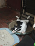 疯狂的主人 猫抓板窝超大号猫玩具猫爪板猫抓盆不掉屑猫窝碗形圆形瓦楞纸 实拍图