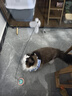 HELLOJOY猫玩具逗猫棒猫咪自嗨解闷神器懒人自动羽毛带吸盘铃铛猫咪用品 实拍图