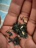 福东顺 茶叶 茉莉飘雪新茶川派浓香特级茉莉花茶绿茶花草茶礼盒装500g 实拍图