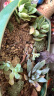 百潮盛多肉植物 小盆栽批发 豪华套装多肉组合桃蛋玉露绿植花卉园艺 【随机】12颗植物不重复 选项文字有标注 实拍图