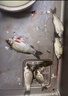 川泽轻口小碎目鲫鱼漂高灵敏纳米浮漂超灵敏醒目浮标防风浪走水顿口漂 3号（吃铅1.7克）中小型鲫鱼 葫芦型 灵/稳/准 实拍图