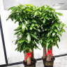 绿韵花田【两小时达】步步高发财树盆栽植物室内大型植物客厅开业公司门口 步步高发财树一对 实拍图