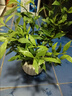 八芽小叶栀子花盆栽开花植物室内桌面茶几好养花卉绿植办公室净化空气 小叶栀子花-陶瓷竖纹盆 带盆栽好 实拍图