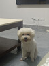 COCS小狗绳牵引绳 狗胸背带背心式遛狗链 小型犬泰迪博美幼犬牵引绳子 落日黄 M 胸围43-51cm （建议14-20斤) 实拍图