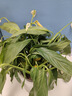 【热销款】白掌一帆风顺盆栽水培植物室内花绿植红掌发财树吸甲醛 【店主推荐】特级白掌6-8株带花+早安盆+营养液 实拍图