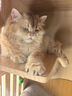 欢宠网 猫玩具猫咪猫薄荷球磨牙棒逗猫旋转舔舔乐自嗨神器解闷木天蓼猫草粉磨牙啃咬糖猫猫小猫幼猫宠物用品 实拍图