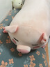 赟娅飞天猪毛绒公仔长条抱枕小猪布娃娃陪睡玩偶床上夹腿专用沙发靠枕 【眯眼90厘米】独立内胆可拆洗 实拍图