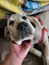 欢宠网狗绳3件套狗狗牵引绳狗项圈链子胸背带遛狗绳子中大型犬宠物用品 实拍图