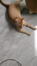 普安特宠物猫咪驱虫药驱虫体内体外驱虫跳蚤犬虱非泼罗尼爱滴克套装 实拍图