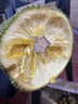 粤迎海南黄肉菠萝蜜当季热带新鲜水果波萝蜜黄肉干苞一整个热带水果 净20-25斤【店长力荐款】 实拍图