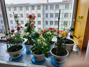 果汁阳台月季花苗四季开花卉盆栽绿植物室内花易活玫瑰带花苞庭院 果汁阳台【大花浓香，月月开分枝多】 【带花苞】【盆口径15cm】原盆冠25高35 实拍图