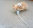 欢宠网猫咪牵引绳猫绳宠物防挣脱可调松紧背心式专用溜遛猫绳子外出用品 实拍图
