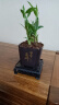 富贵竹盆栽植物室内净化空气绿植荷花竹办公室桌面四季好养小盆栽 荷花竹+节节高升盆+方底座【1盆】 盆口直径约8cm 实拍图