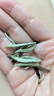 七春 特级白毫银针 月光美人白茶250g茶叶老树高档自喝重阳节长辈礼物 实拍图