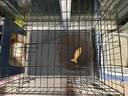 憨憨宠猫笼折叠猫笼子大号猫别墅加粗加密双层猫舍猫窝宠物猫咪用品家用 黑色 850双层 实拍图