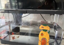 阔庭（KUOTING）鱼缸水族箱生态桌面鱼缸新款懒人鱼缸生态造景过滤制氧一体机黑色 实拍图