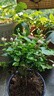 【雅之典】重瓣茉莉花盆栽室内观花植物四季好养带花苞开花不断绿植 茉莉花6年苗【原盆】 好养活 实拍图
