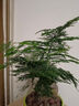 开时果 各类小盆栽绿植素材苗 小叶赤楠造景微景观植物盆景源头直发包邮 文竹（小杯） 实拍图