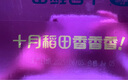 十月稻田 鲜食黄金薯 3斤 玛莎莉红薯 番薯 地瓜 板栗红薯 熟制即食 早餐 实拍图
