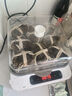 【活蟹】乾澄大闸蟹现货 全母2.3-2.6两8只 六月黄鲜活螃蟹去绳足重海鲜礼盒装源头直发 实拍图