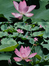 腾龙（Tamron）B061X 18-300mm F/3.5-6.3 Di III-A VC VXD防抖远摄大变焦微单镜头旅游（富士X口） 实拍图