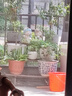 爱丽思（IRIS）花架塑料阳台置物架客厅庭院收纳架多层落地式架子多肉专用花盆架 【三层茶色】长90宽75高67cm 实拍图