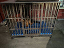 金百特【满焊加粗全方管】不锈钢狗笼子大型犬宠物狗屋狗别墅金毛哈士奇 【全方管配六轮】-长142宽95高120 高加索等 组装款满焊【带脚垫板】 实拍图