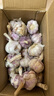 【营田半亩】蒜干蒜头蒜大蒜紫白皮大蒜当季蔬菜0.5-5斤 3斤带箱重【果径5-6cm】特大果 实拍图